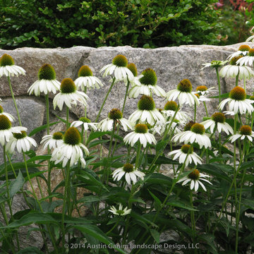 Plant Ideas & Colorful Combinations