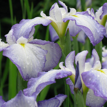 Plant Ideas & Colorful Combinations