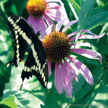 Plant Ideas & Colorful Combinations