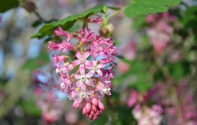 Great Design Plant: Feed Wildlife With Flowering Currant