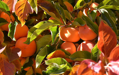 How to Grow Your Own Persimmons