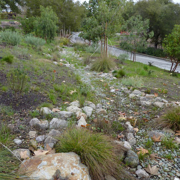 Planted Swale
