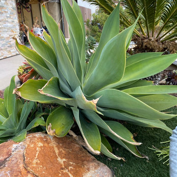Planter Area with Agave and Sago Palm