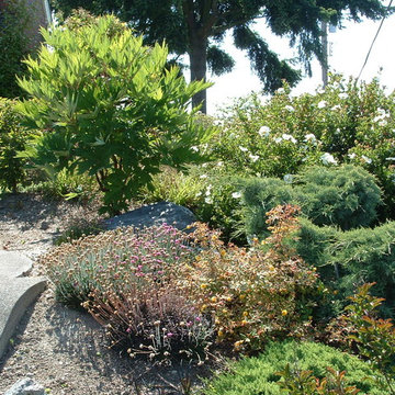 Plantings & Landscape - West Seattle, WA
