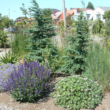 Plantings & Landscape - West Seattle, WA
