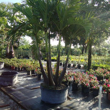 Plants and Palm Trees