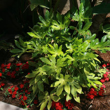 Our existing plants
