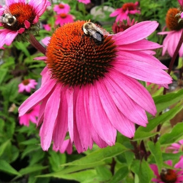Plants for bees and pollinators