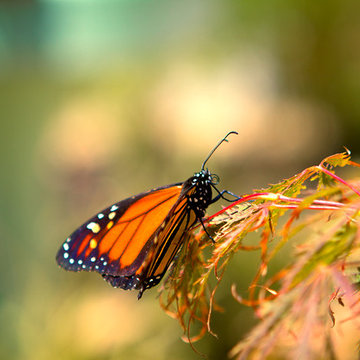 Plants that Attract Butterflies- Back Yard