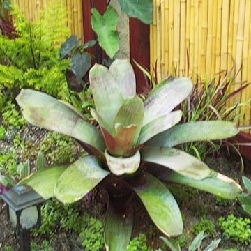 Plants, Water, & Stone