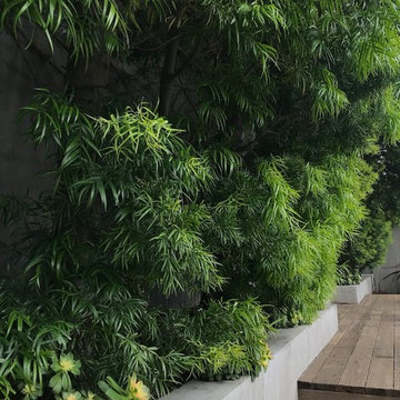 Podocarpus green screen