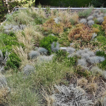 Pollinator Garden and Green Roof