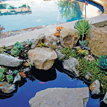 Pond with succulents