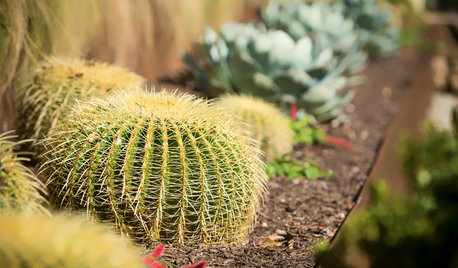 Winning Garden Combo: Golden Barrel Cactus and Other Succulents