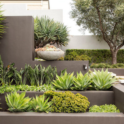 Design ideas for a mid-sized contemporary full sun front yard formal garden in Orange County.