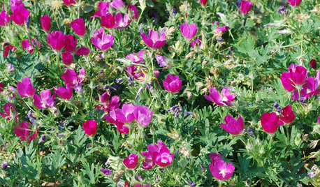 5 Essential Native Ground Covers for the Central Plains