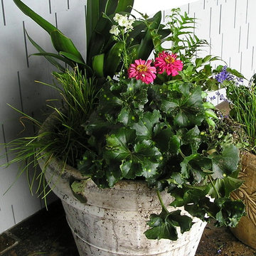 Tropical plantings in a white pot