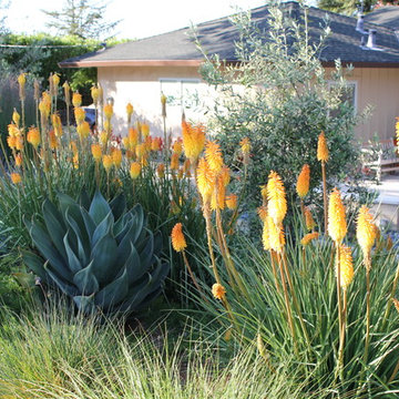 Portola Valley garden