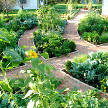 Vegetable Garden design