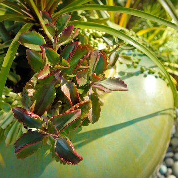 Pots with Succulents, Drought Tolerant Garden