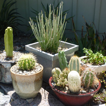 Potted Cacti & Succulent Mix