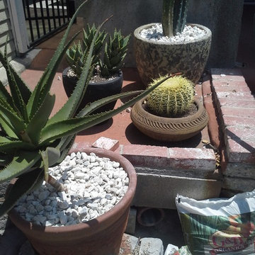 Potting up some cactus for the backyard