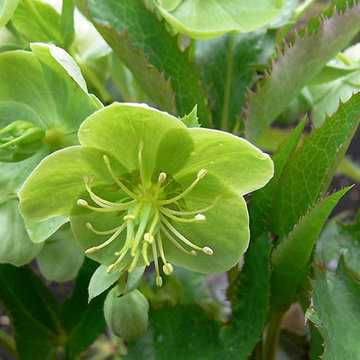 Power Flower of the Month -- Hellebores