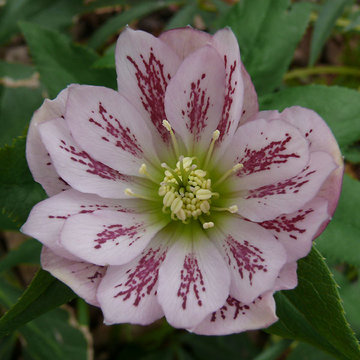 Power Flower of the Month -- Hellebores