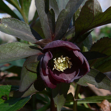 Power Flower of the Month -- Hellebores