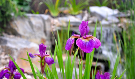 Add Beardless Iris to Your Garden for Springtime Blooms
