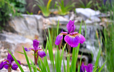 Add Beardless Iris to Your Garden for Springtime Blooms
