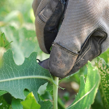 prickly lettuce (weed)