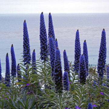 Pride of Madeira in Full Bloom