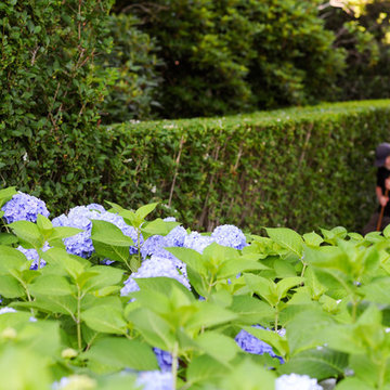 Privacy Hedge and Landscape Design with Hydrangea