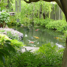 Garden --coi pond--Zen Garden