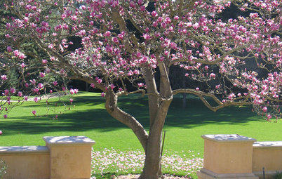 Magnolio: Cómo cuidar uno de los árboles más espectaculares
