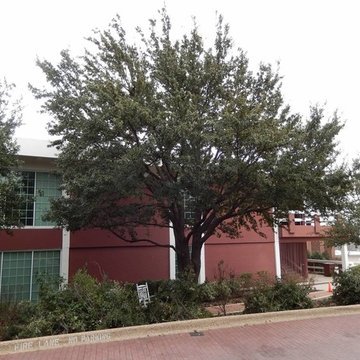 Pruning Trees at Dallas Baptist University