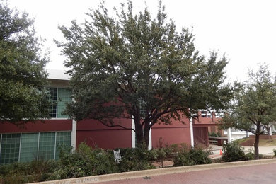 Pruning Trees at Dallas Baptist University