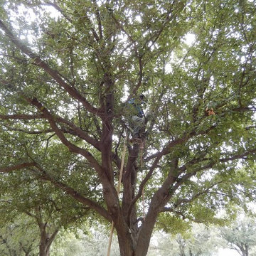 Pruning Trees at Dallas Baptist University