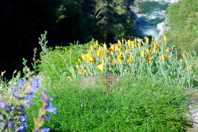 Photo of a rustic landscaping in Sacramento.