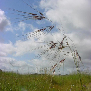 Purple Needle Grass (Stipa pulchra)