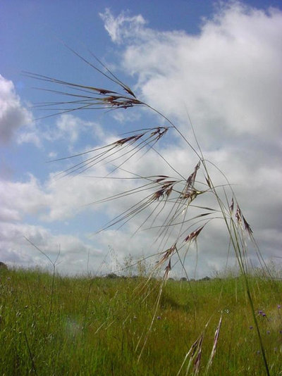 Landscape Purple Needle Grass (Stipa pulchra)