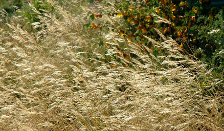 Great Design Plant: Purple Needle Grass, California’s State Grass
