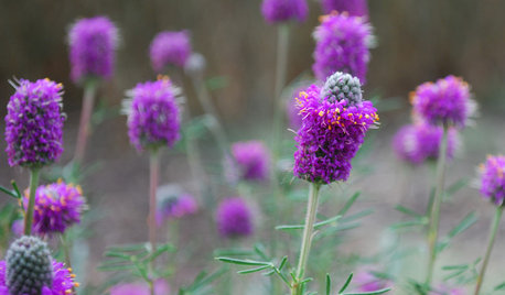 Great Design Plant:  Purple Prairie Clover