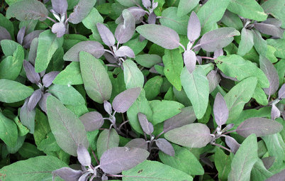 Herb Garden Essentials: Grow Your Own Culinary Sage
