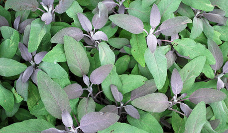 Herb Garden Essentials: Grow Your Own Culinary Sage