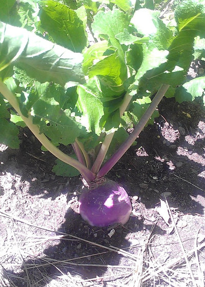 Farmhouse Landscape Purple Top White Globe Turnip