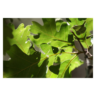 Quercus Gambelii Leaves Garten Sonstige Houzz