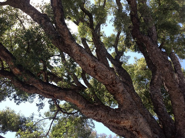 Классический Сад Quercus suber