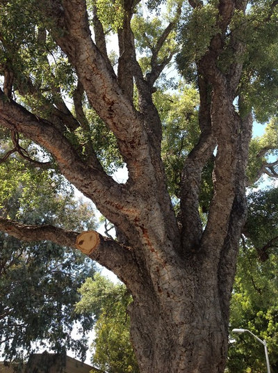 Classico Giardino Quercus suber